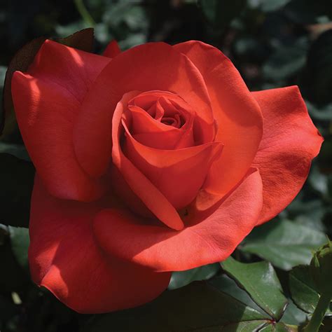 Edmunds roses - Look no further than our 36" Twofer™ Tree Roses. Rather than bud a single variety to the head, a combination of two contrasting varieties is grafted together. The result is a mixed bouquet on a single tree! The pairings are selected so that the different varieties are well-balanced in flower size, floriferousness, foliage, and habit. 